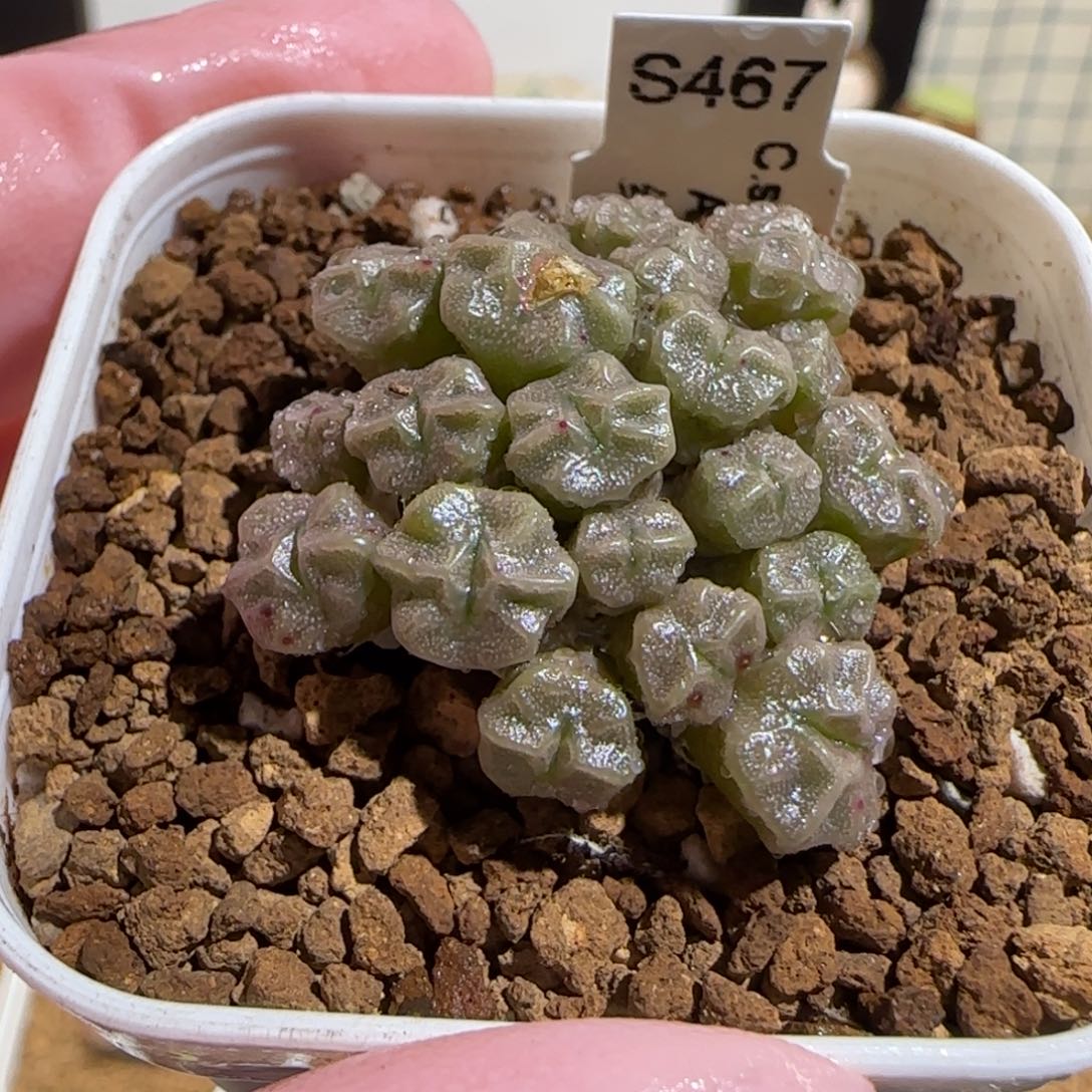 肉锥多肉植物组合-红体饺子皮438