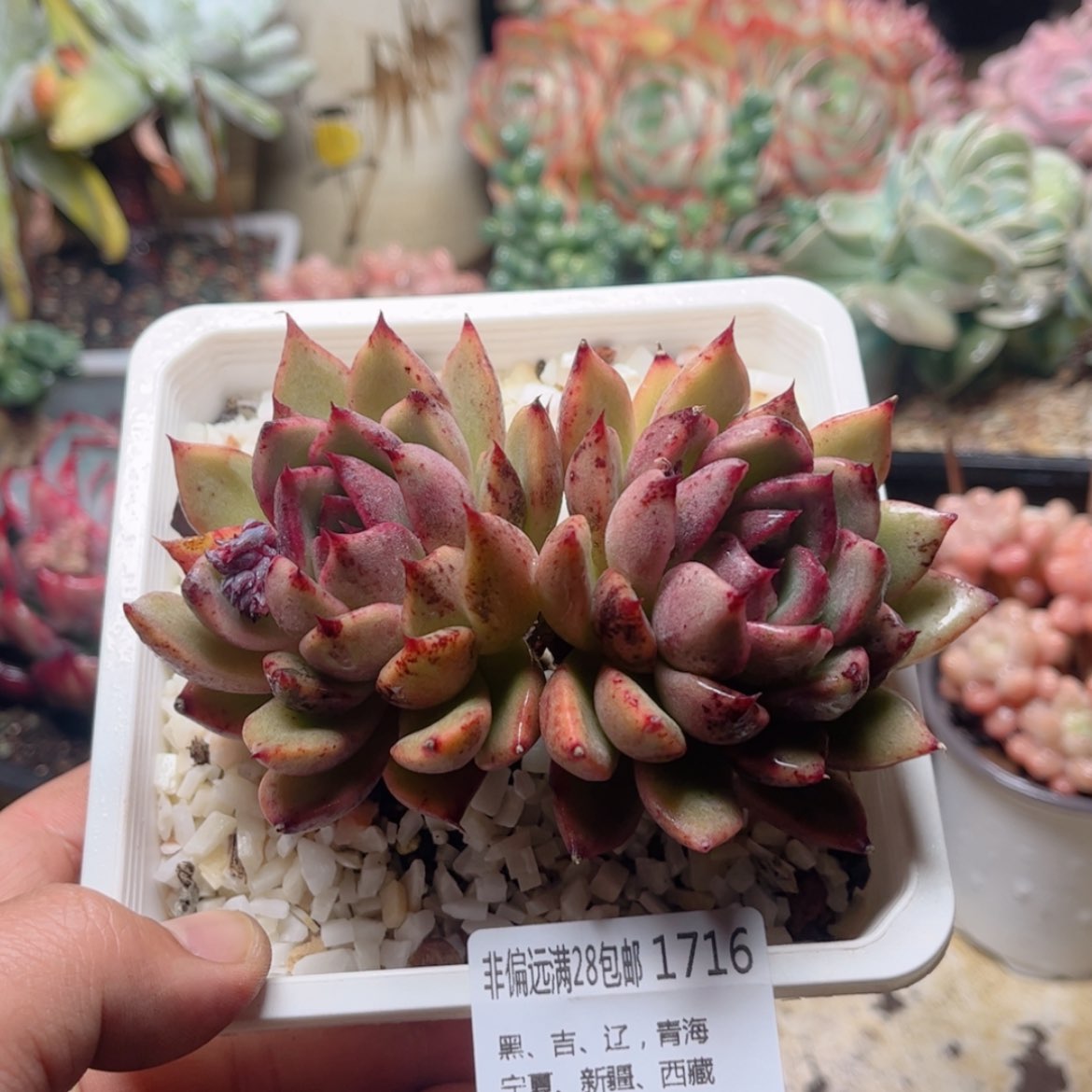 【闪购商品】1716黑水晶