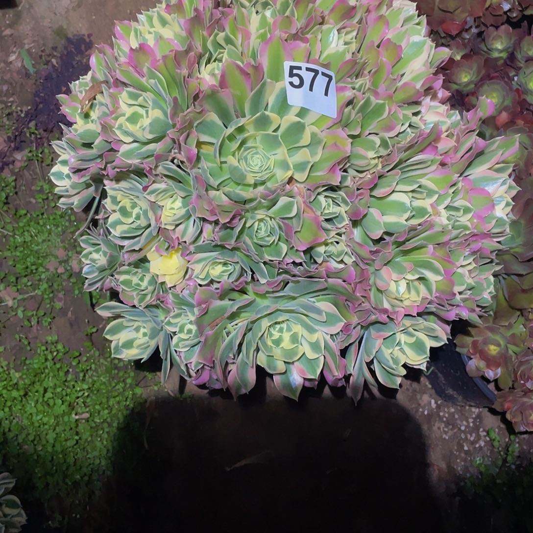 嘿**笑多肉法师577号白凤发货不包损