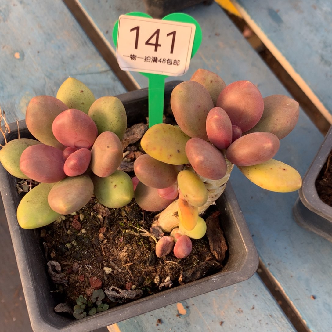 芒果奶酪一物一拍