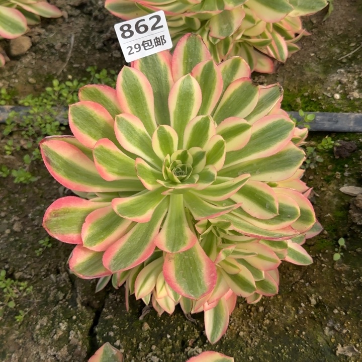 女巫……多肉植物……