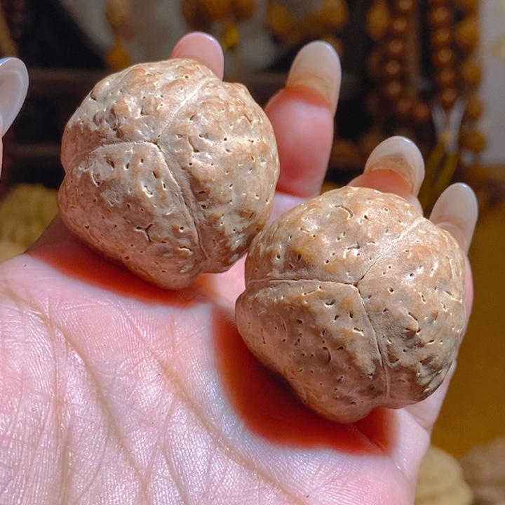 夜***空野生三瓣大金刚光头强3437