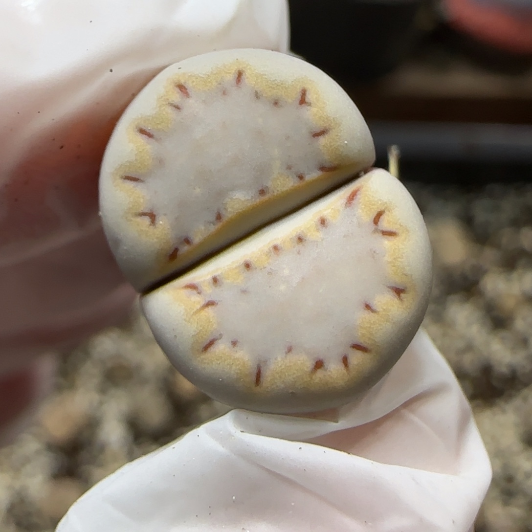 12.13.1621.015饼干.9031尺寸1.5cm