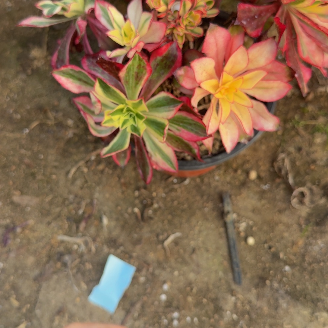 630魅影。多肉植物