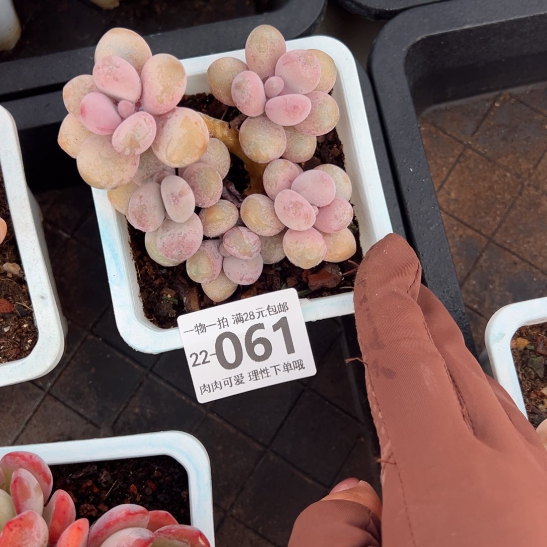 桃蛋多肉多肉多肉多肉多肉多肉多肉