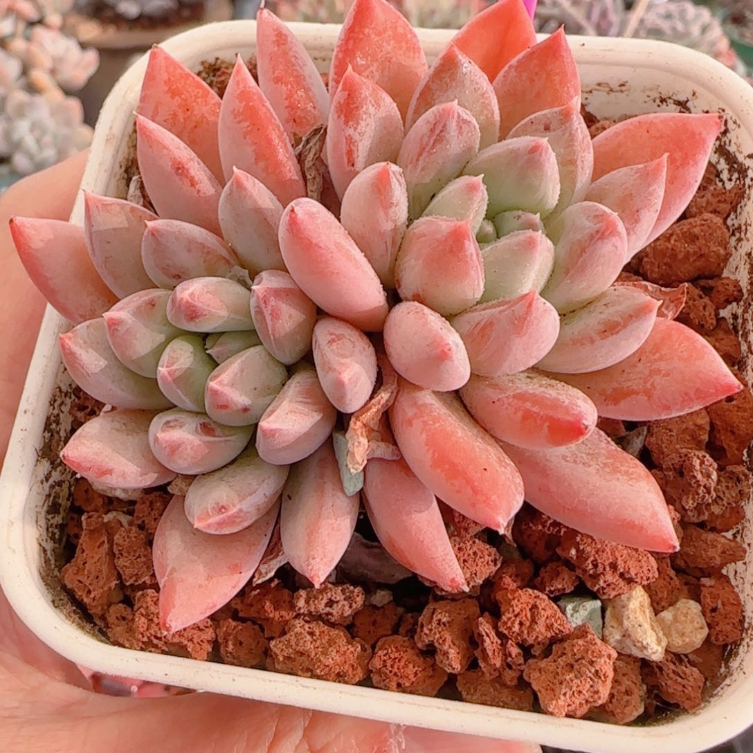 多肉植物8622哥特