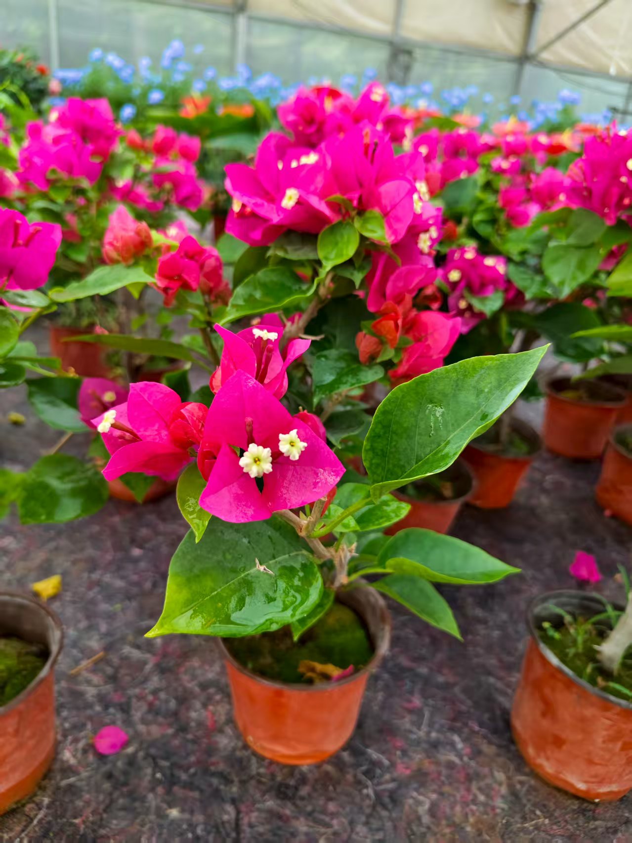 三角梅带花大苗盆栽四季开花爬藤重瓣植物适合室内阳台庭院
