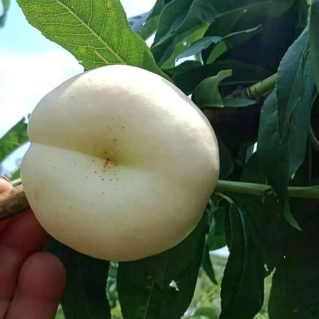山东蒙阴奶油蟠桃新鲜现摘脆甜多汁应季水果夏日尝鲜