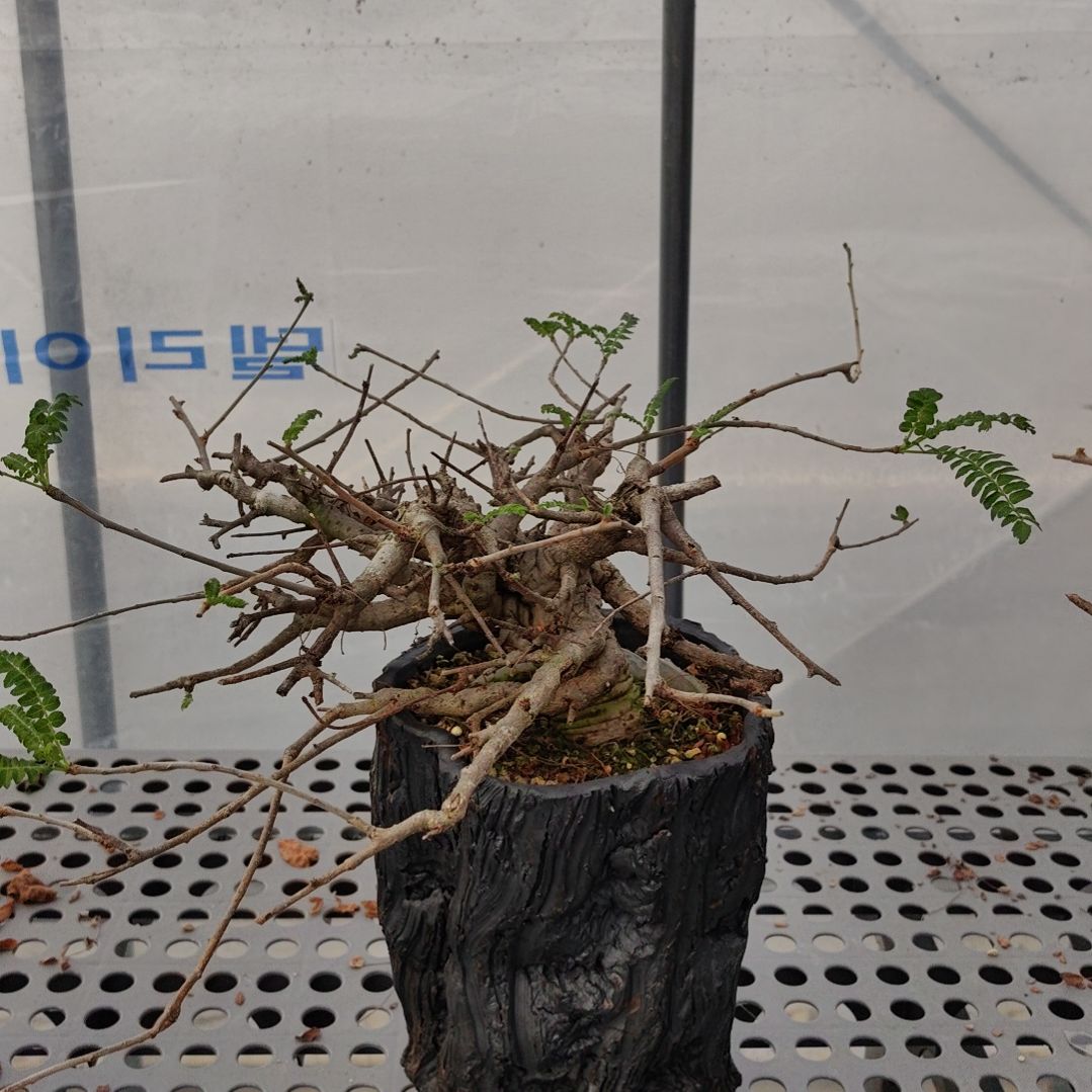 尼勒达乳香熟桩可寄养