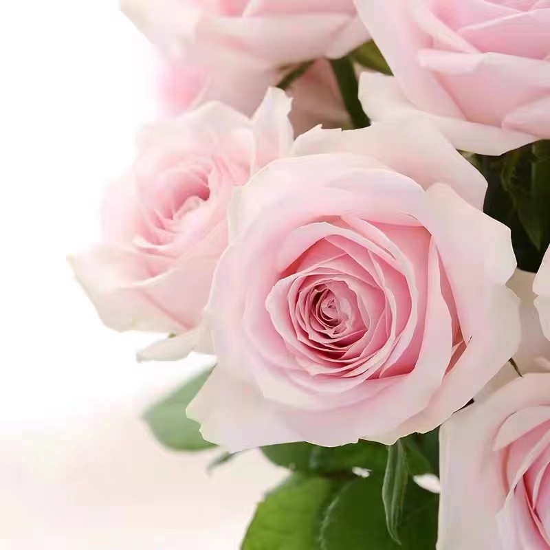 【两单顺丰一单中通】粉红雪山玫瑰花鲜花直播间现场直播卖花