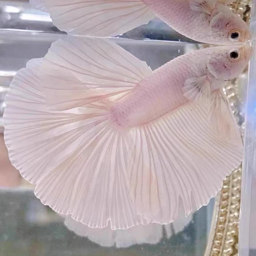 A4（73-96）泰国斗鱼小型热带观赏鱼、耐活（直播间选鱼）