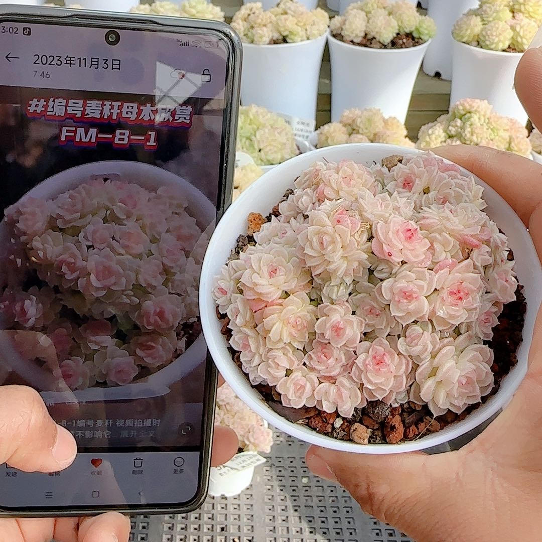 刘***傅1218-54（fm-8-1）优选