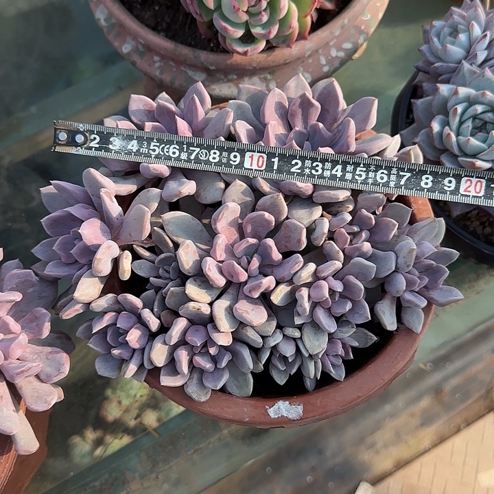 丘比特648 多肉植物一物一拍