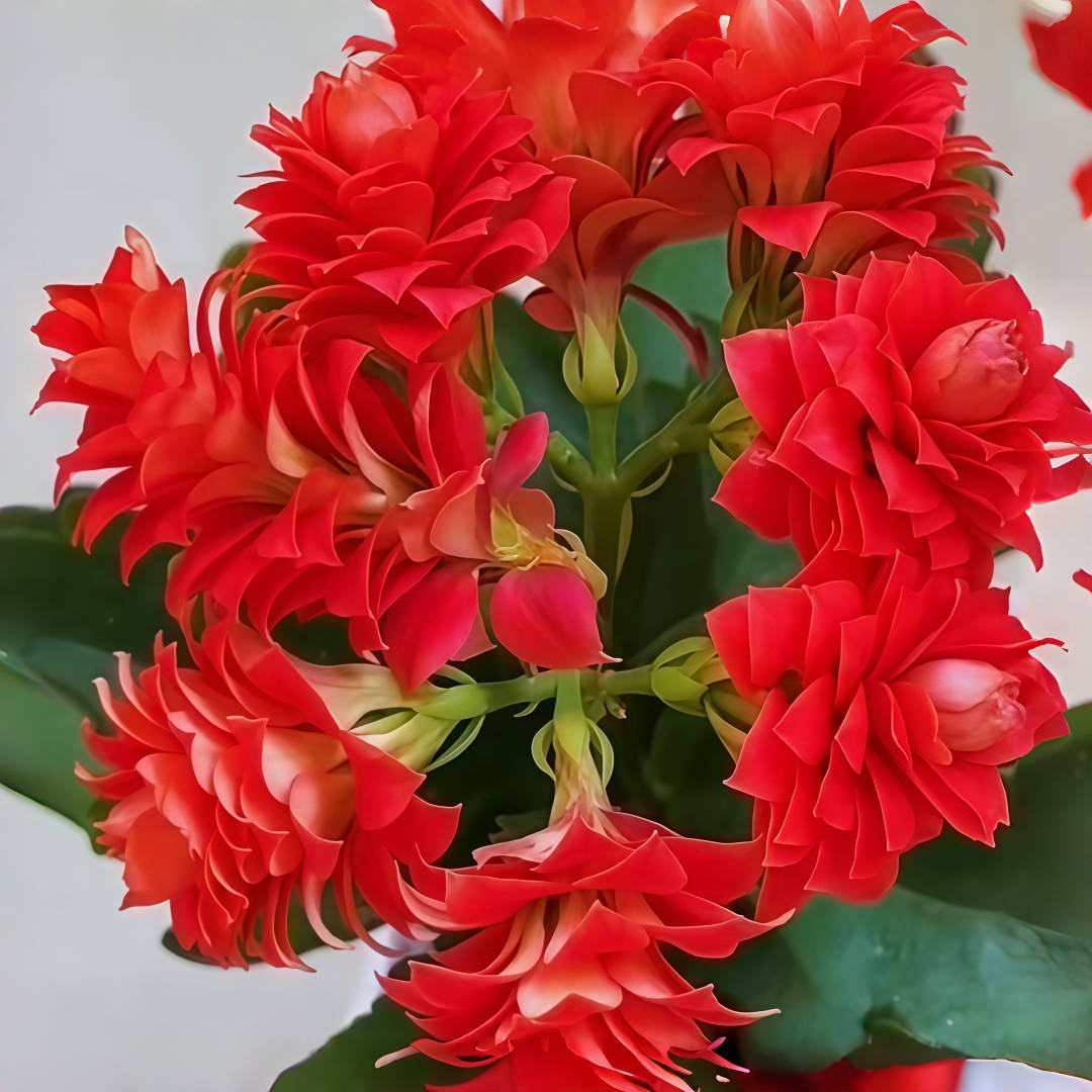 【带原土】长寿花苗红颜好养大花植物花卉办公室绿植室内外盆栽花卉