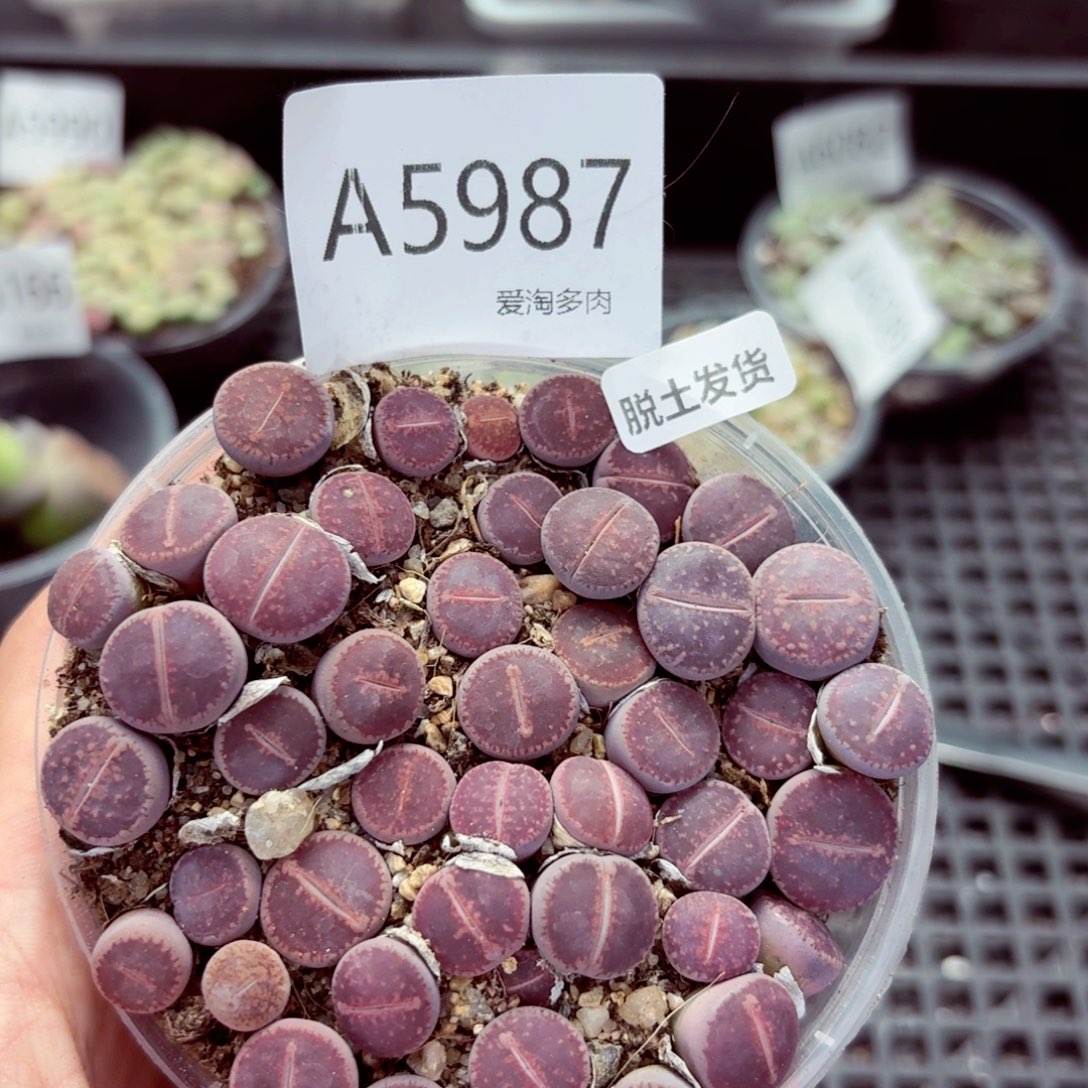 5987–生石花 生石花