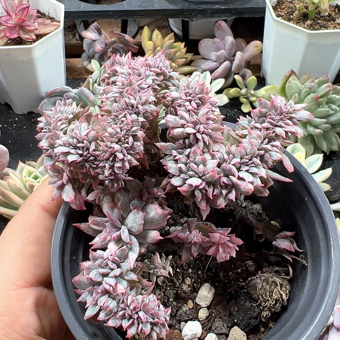 蓝安娜锦缀化 小方花圃一物一拍