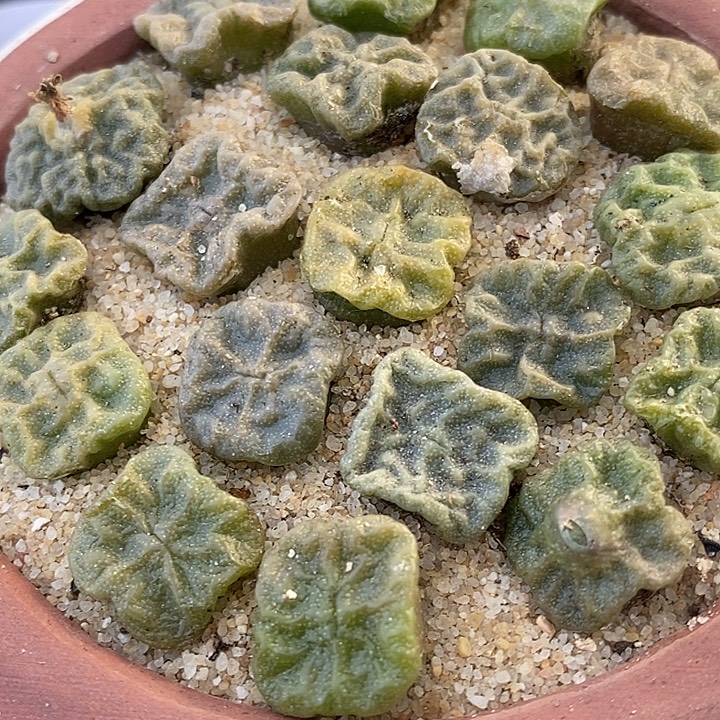 1288方烧样品一颗。     