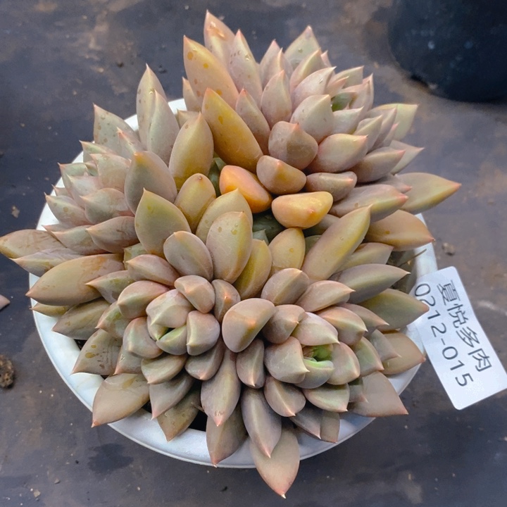 夏悦多肉0212-15象牙