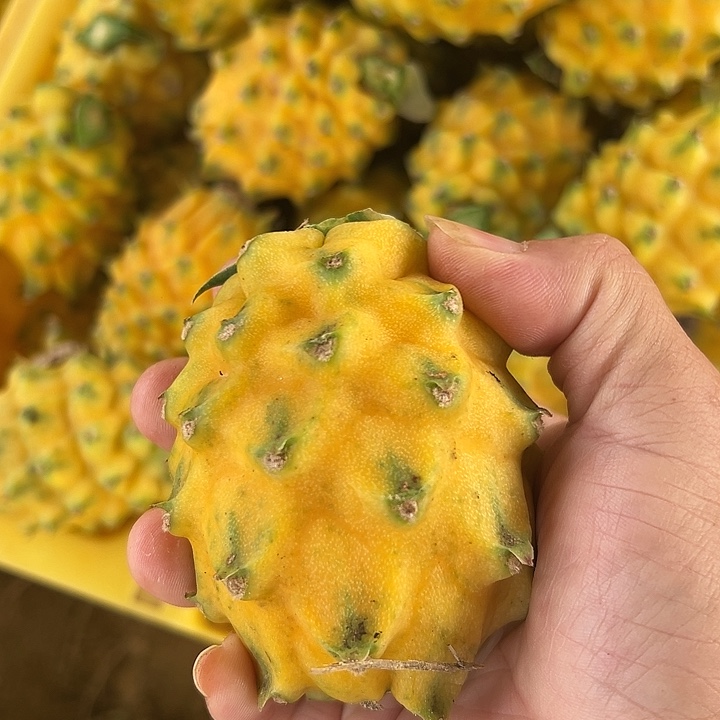 白心火龙果麒麟燕窝火龙果