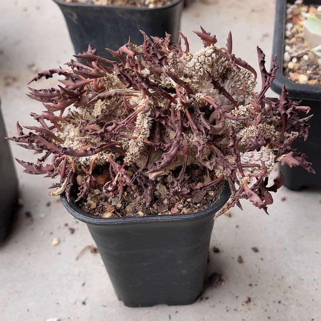 实生皱叶麒麟缀化