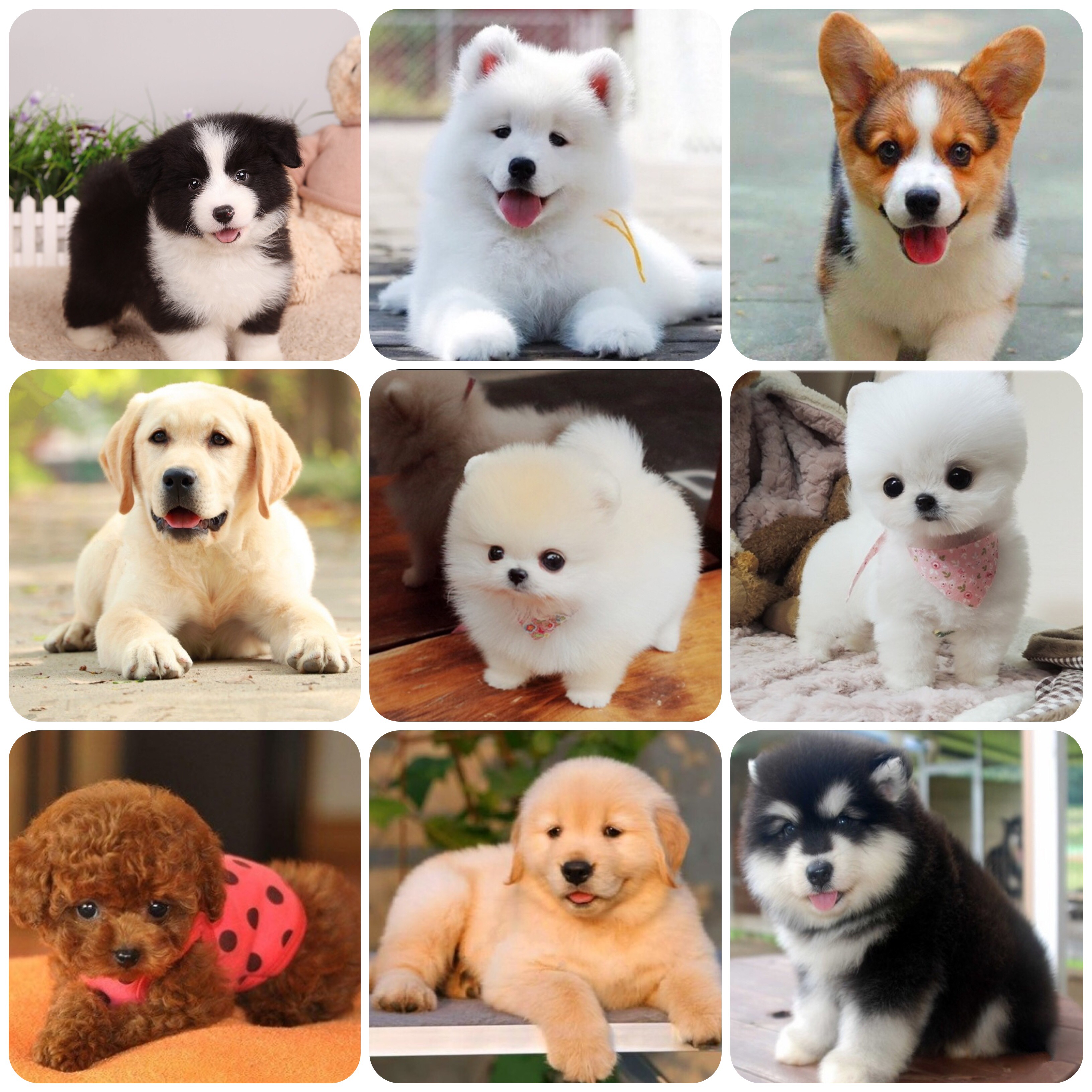 北方犬业 活体宠物一物一拍