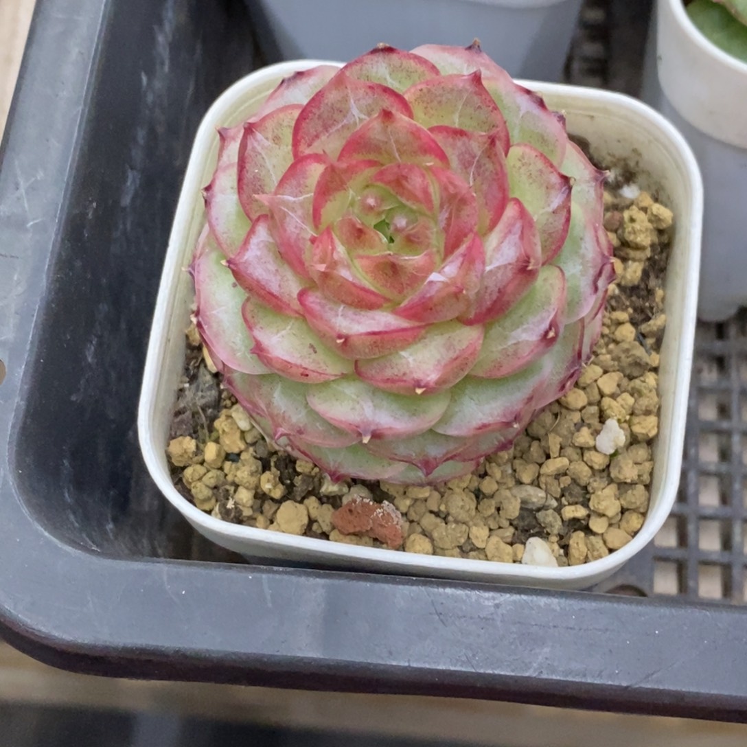 精品多肉一物一拍不包整363