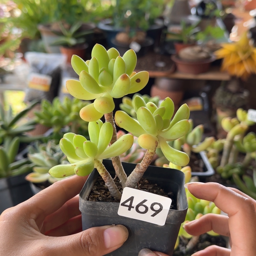 469号 一物一拍一物一拍