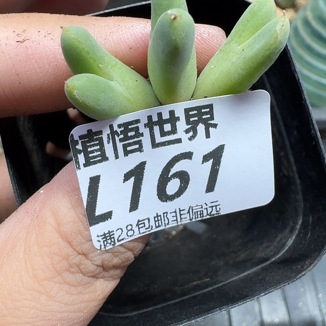 多肉植物的人生fb