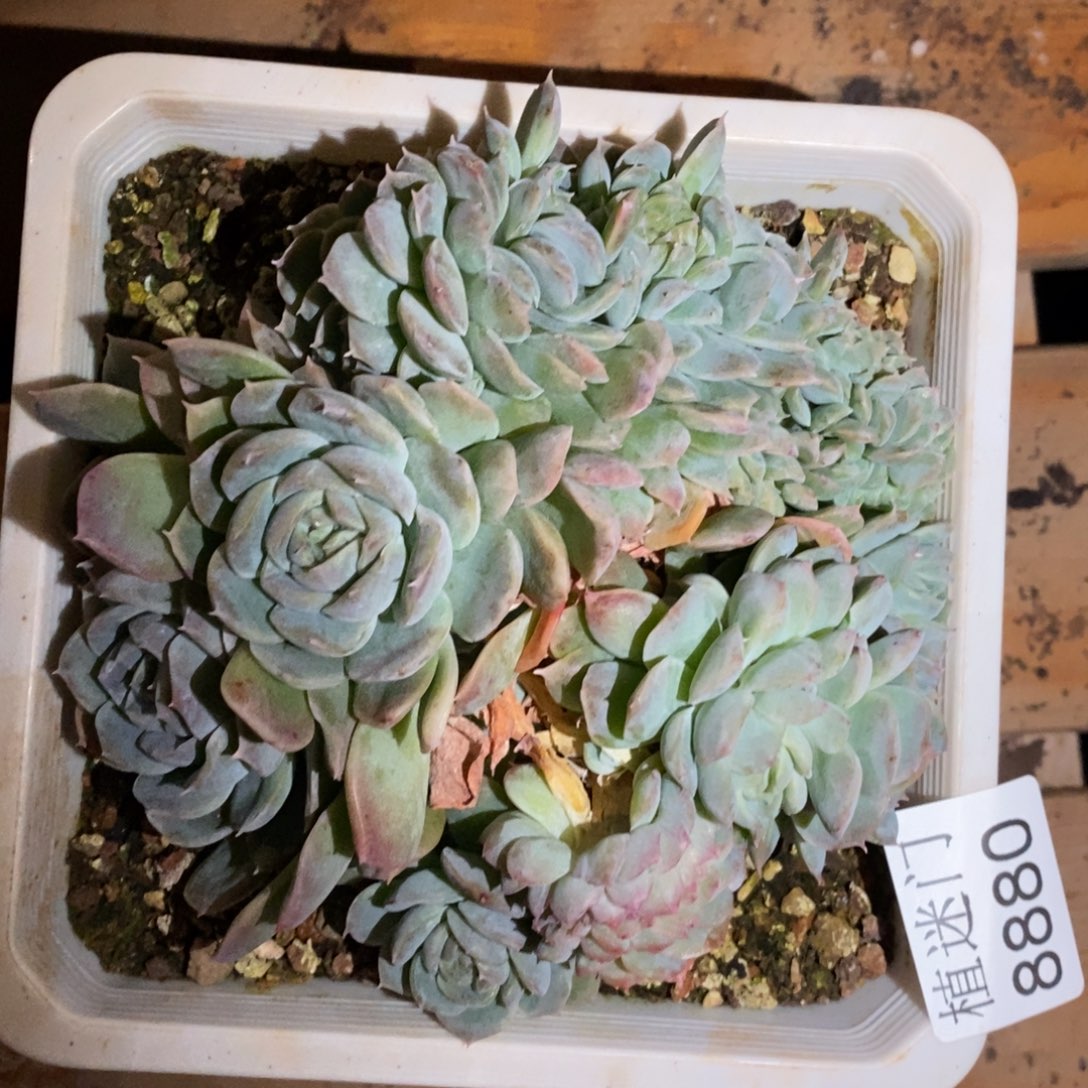 二***月杂交精品多肉8880~13厘米