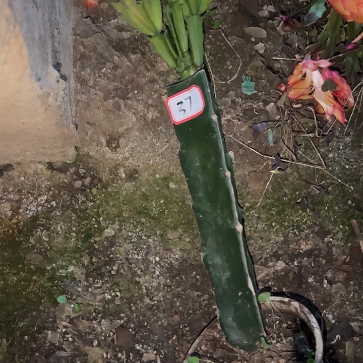 用***忧，37号带盆不纯桑吉塔