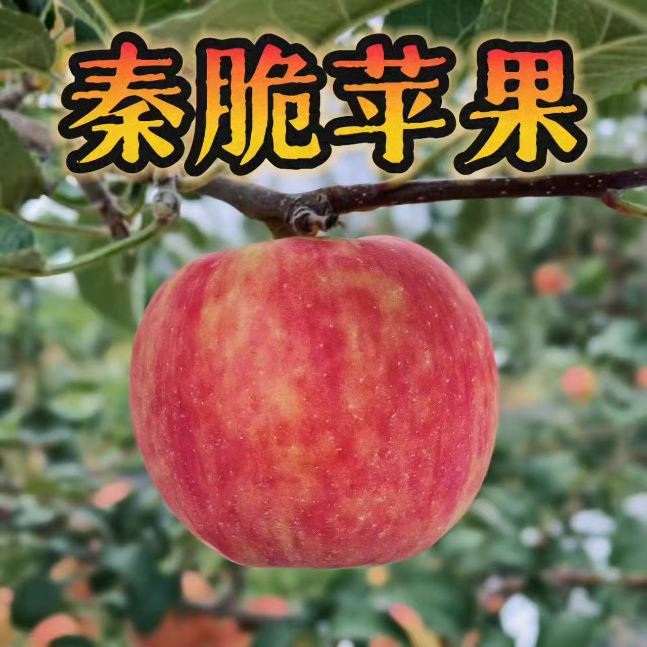 秦脆G935矮化自根砧苹果树苗嫁接脱毒抗寒耐寒苹果苗基地直发