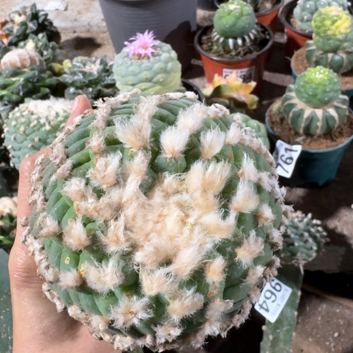 0686小尤佛头十三棱仙