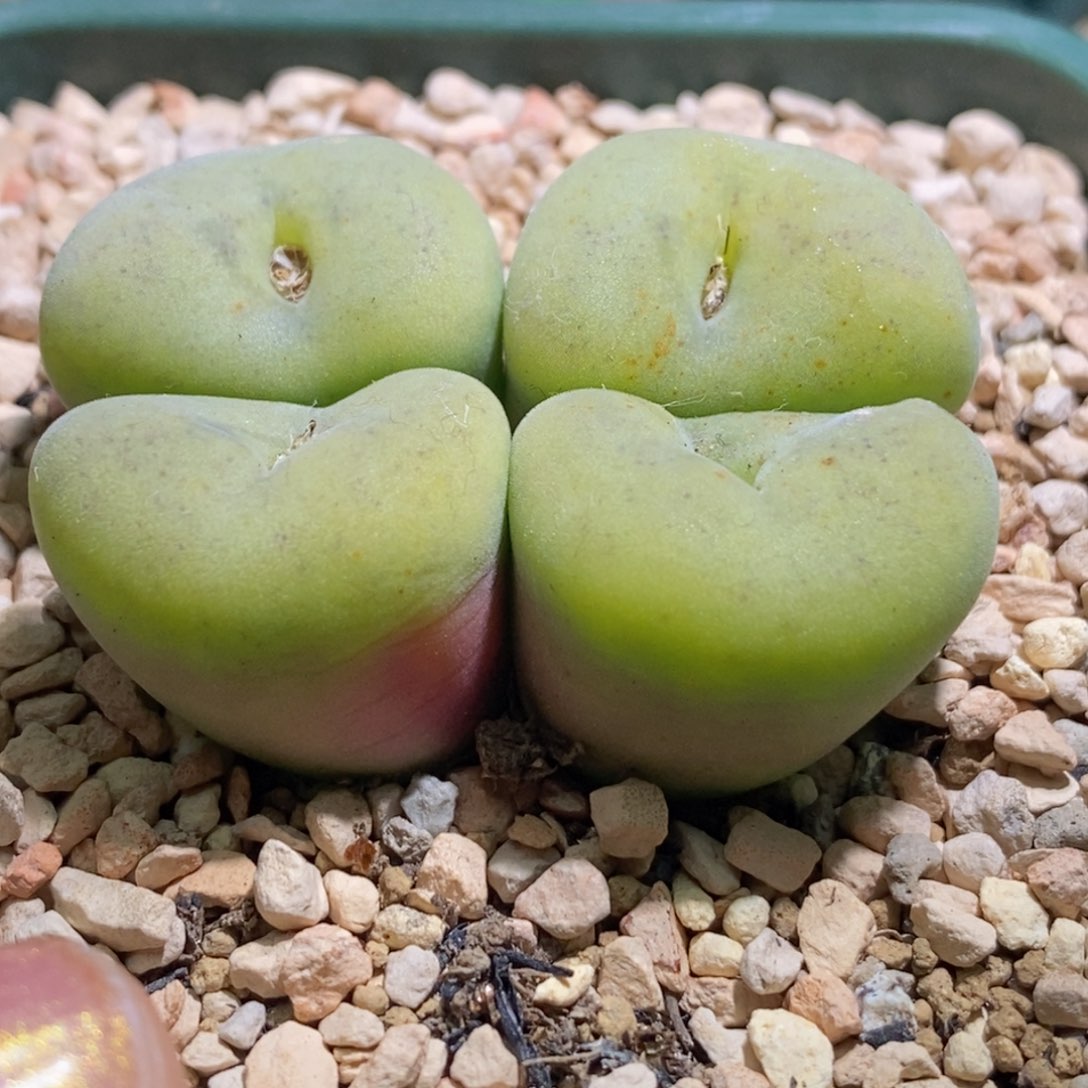 四头空卡四头空卡