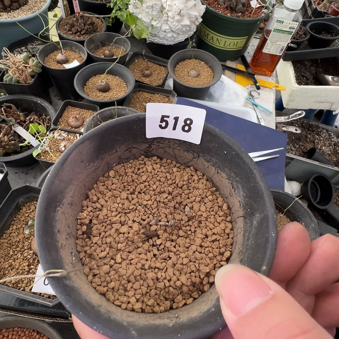 多肉植物专拍植物不退换 一物一拍 518