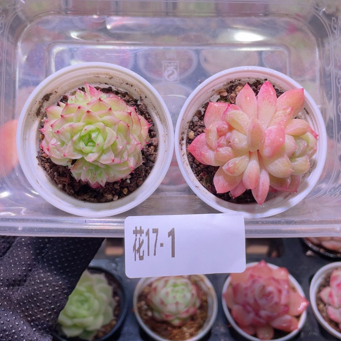 花利美17-1麦秆➕新品