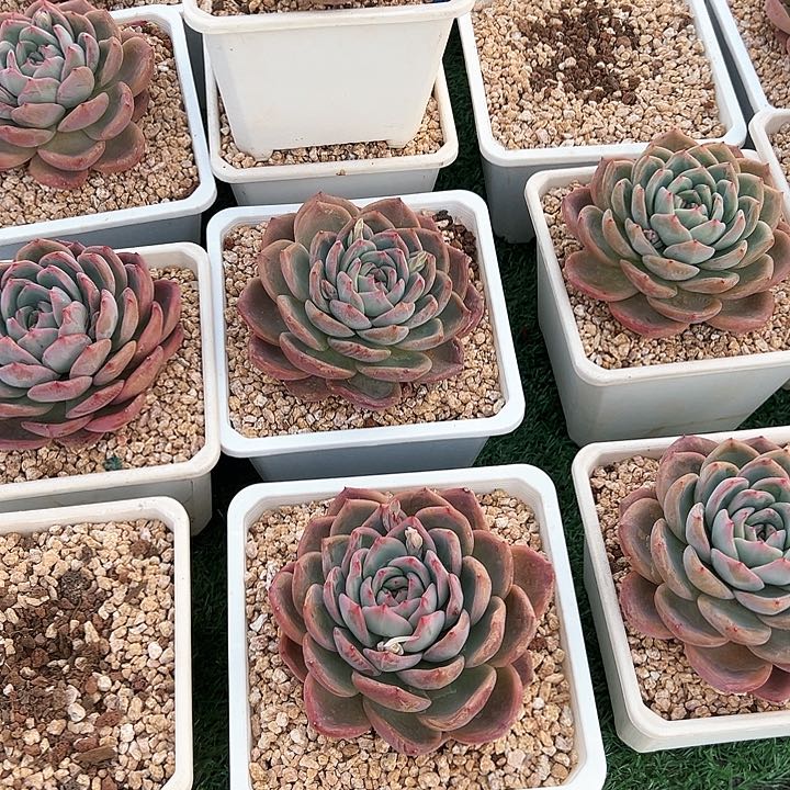 15.62红鸾一个脱土