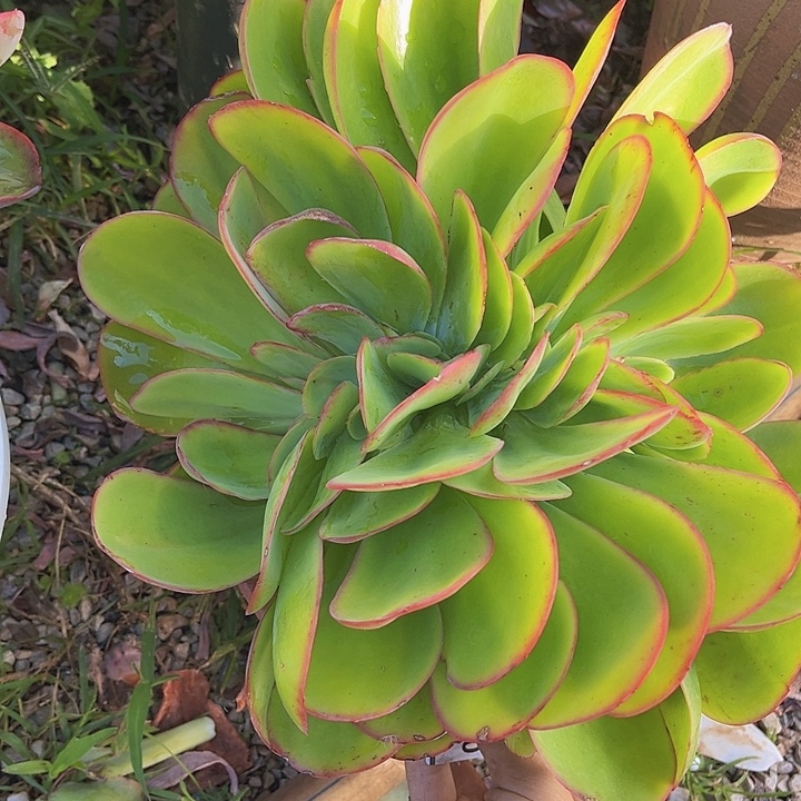 妖姬缀08166多肉植物