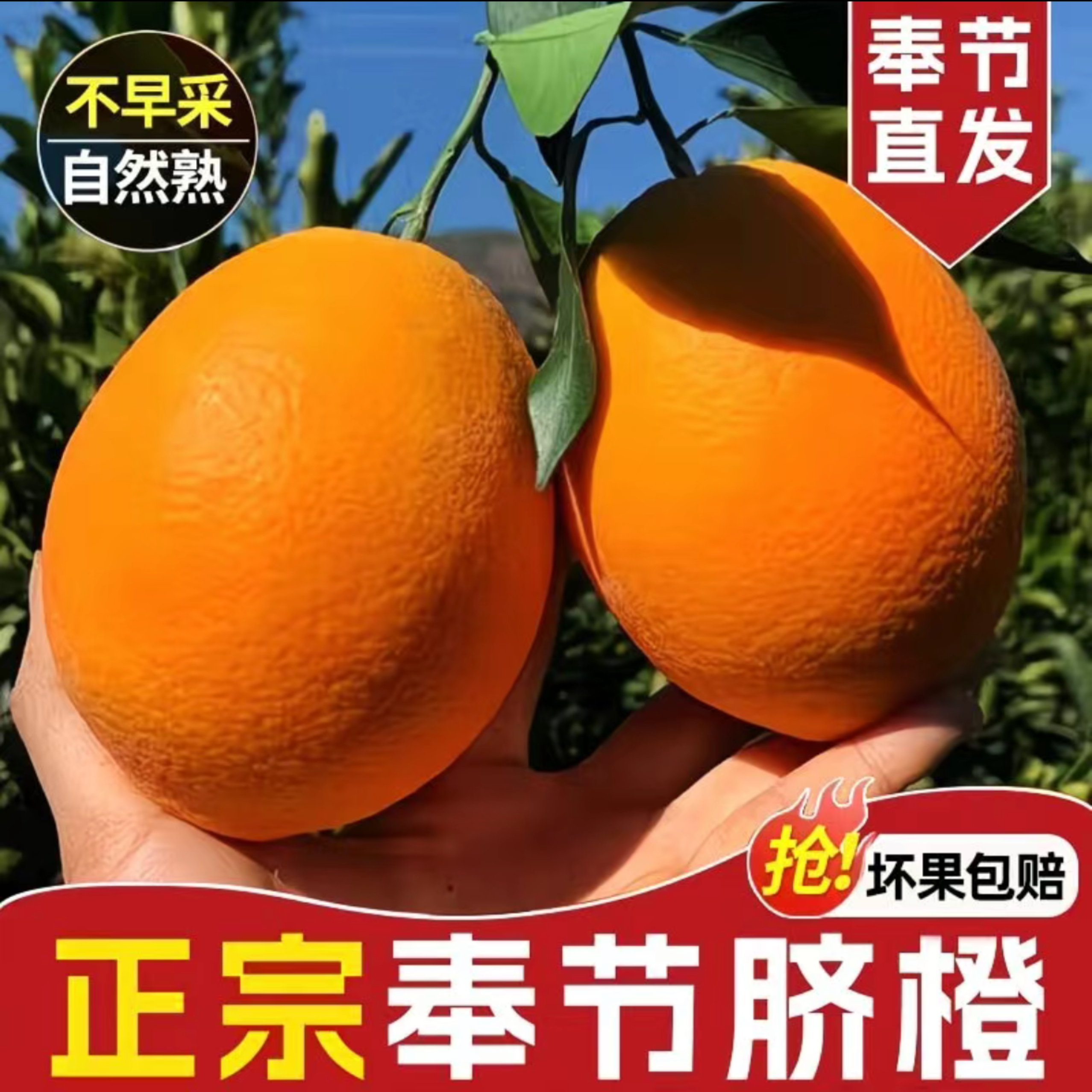 【奉节脐橙】重庆特产奉节脐橙新鲜现摘鲜甜多汁应季水果直发