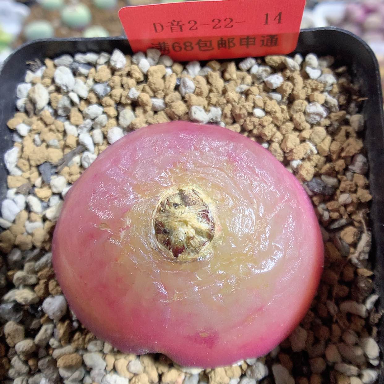 【闪购商品】2-22-14 母本灯泡一颗 200