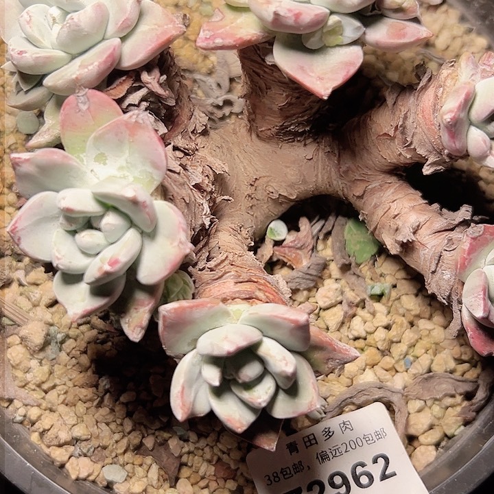 P*Z小鹿多肉一物一拍2962