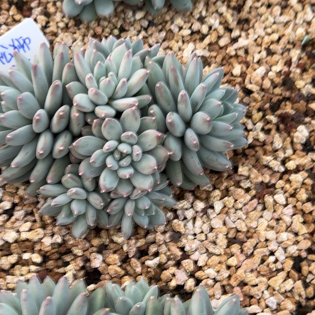 大***狮天使之翼精品老桩