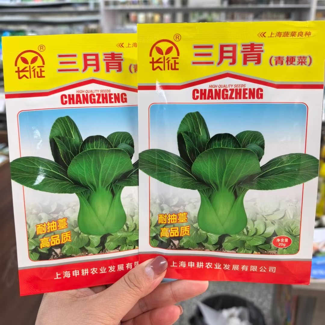 长征三月青青梗菜种子叶深绿叶柄绿色宽厚品质甜脆清香耐低温青菜
