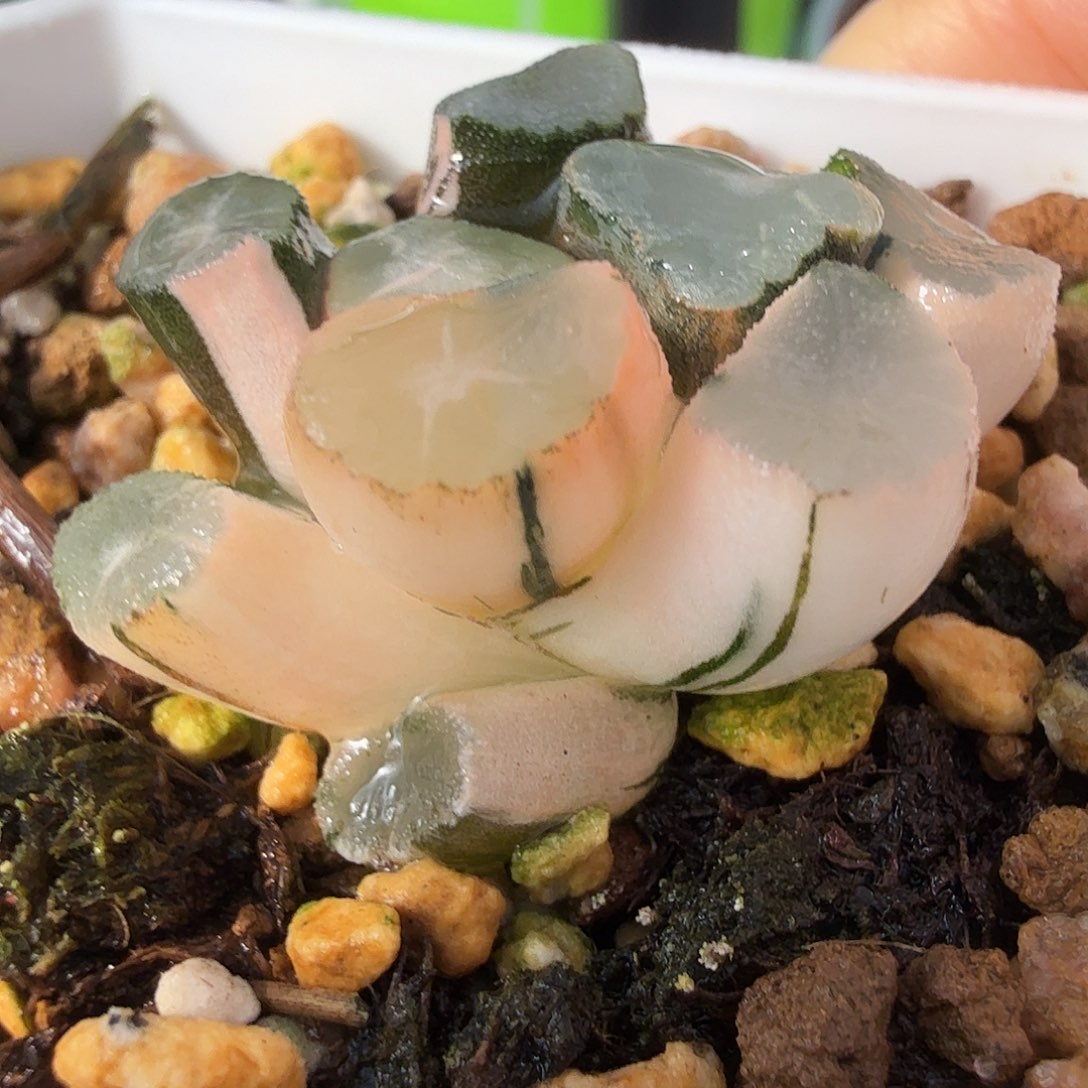 万象锦，多肉植物。