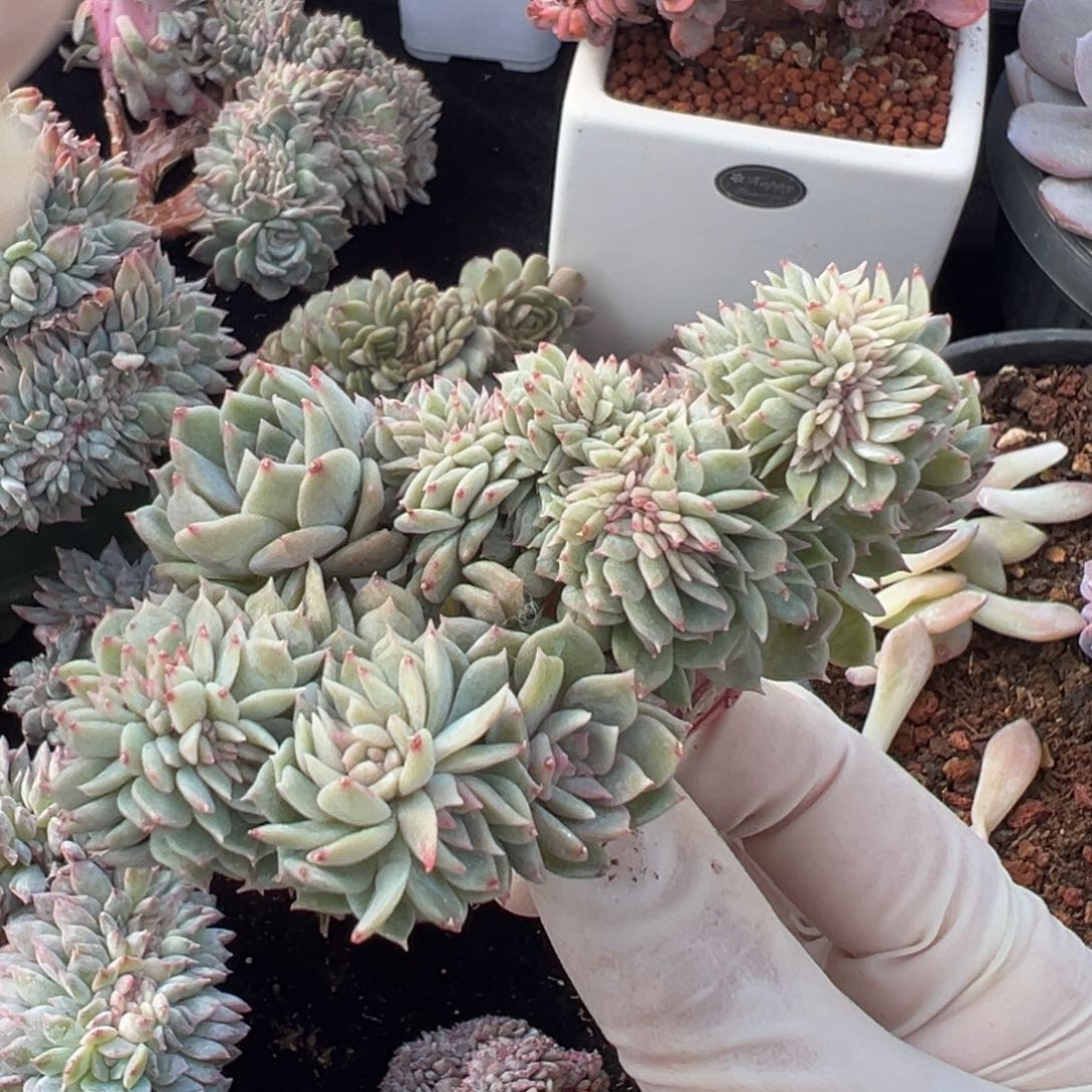 新年快乐 新年快乐