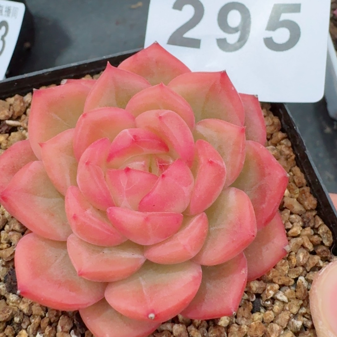 孤品         精品多肉