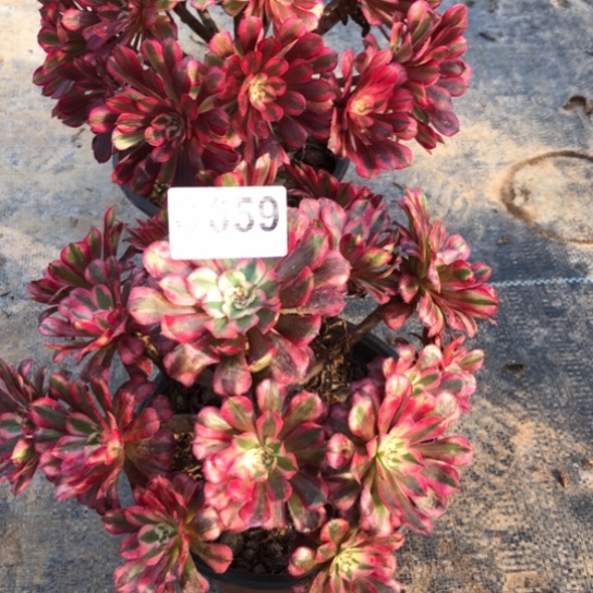 玻***心法师多肉植物组合659