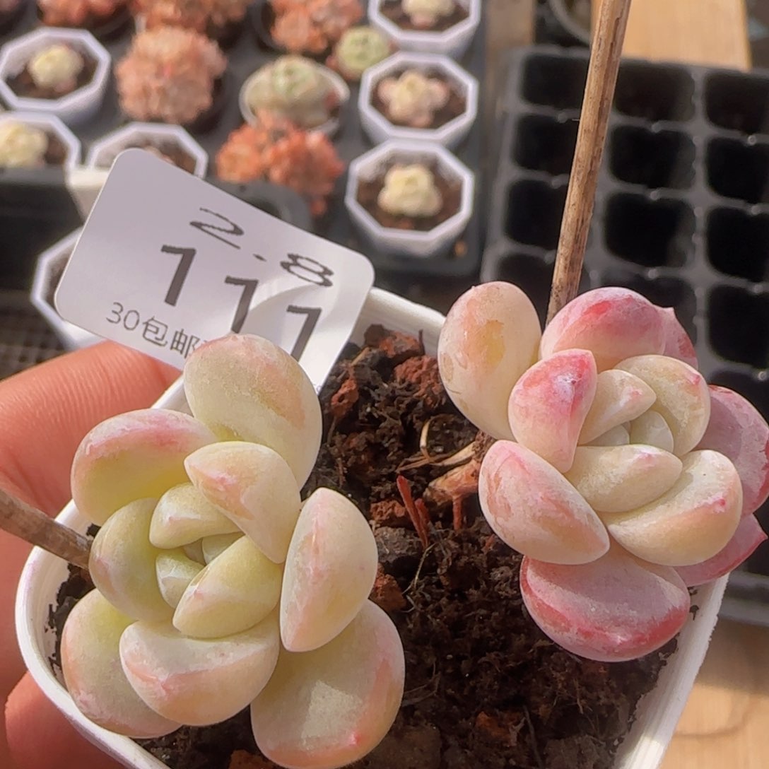 双头飘枝冰玉一颗