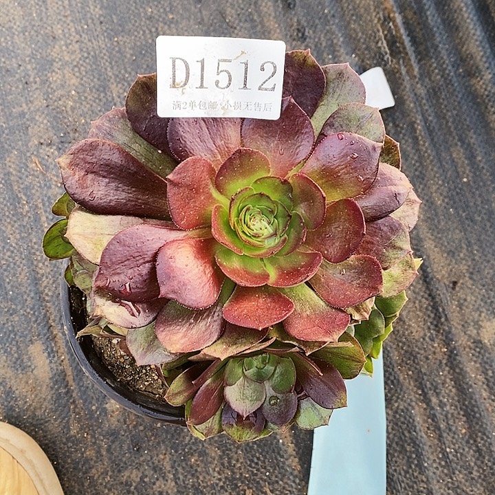 1512黑牡丹多肉法师锦