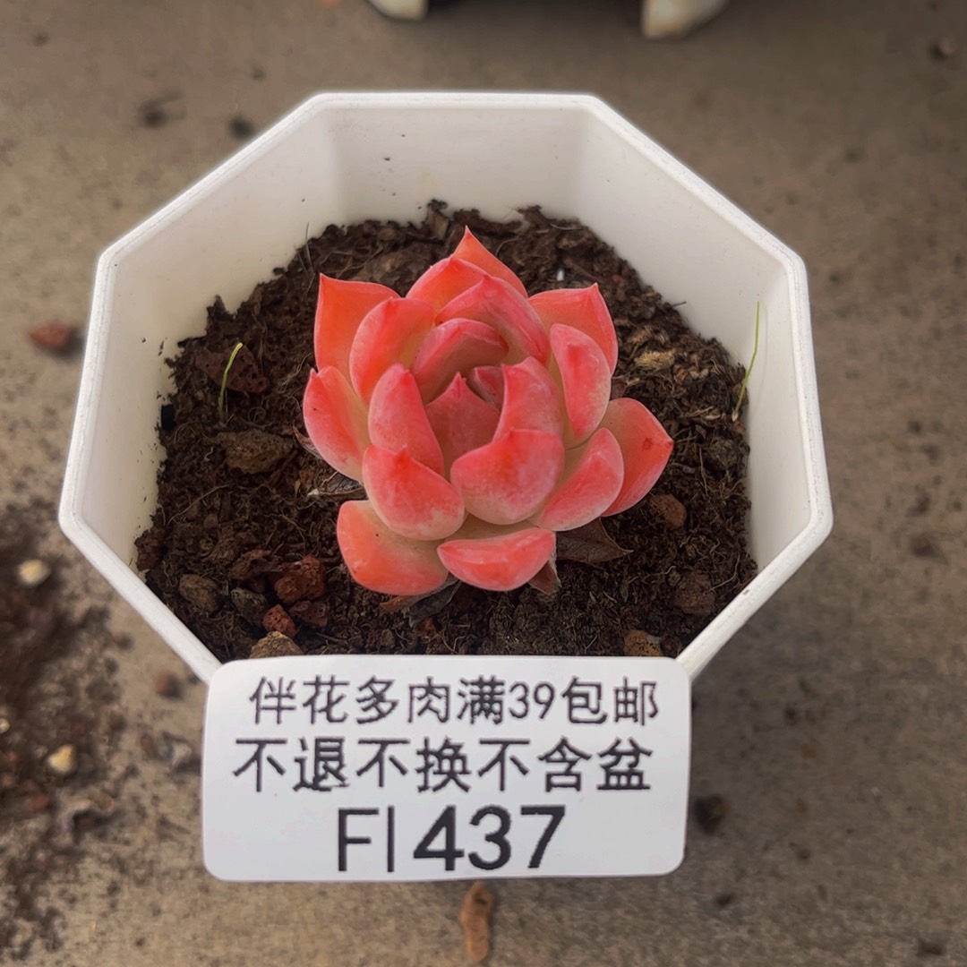 437-法兰西玫瑰多肉2cm