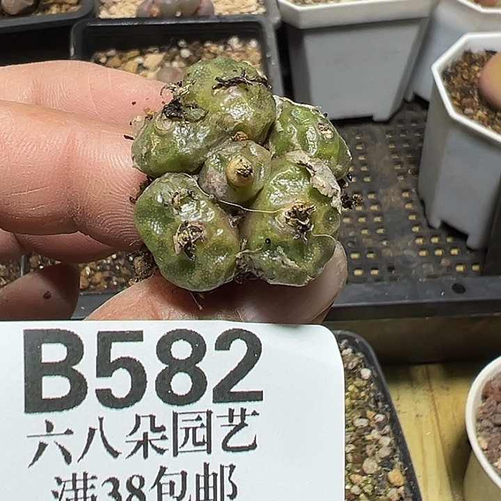 582号烧麦多肉植物